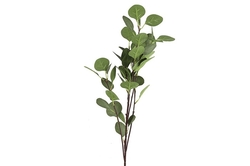 Eucalyptus zelený